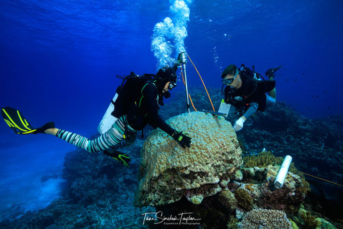 A photo of scientists drilling into a coral in the Great Barrier Reef.